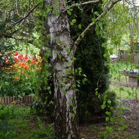 Les Colchiques Tatil Evi Racines